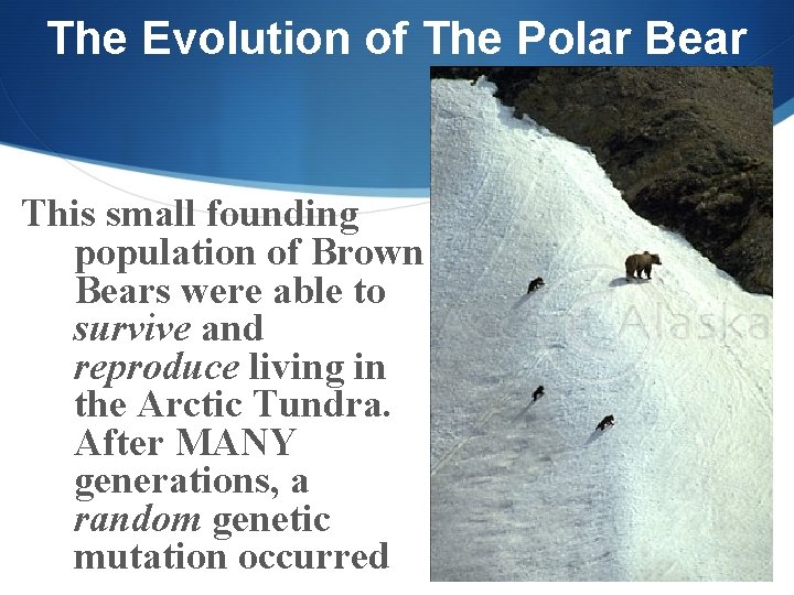 The Evolution of The Polar Bear This small founding population of Brown Bears were