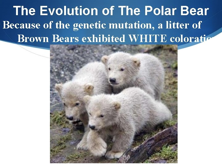 The Evolution of The Polar Because of the genetic mutation, a litter of Brown