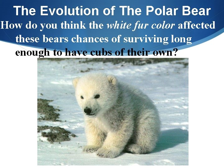 The Evolution of The Polar Bear How do you think the white fur color