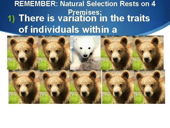 REMEMBER: Natural Selection Rests on 4 Premises: 1) There is variation in the traits
