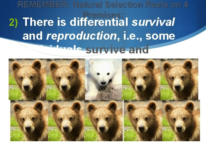 REMEMBER: Natural Selection Rests on 4 Premises: 2) There is differential survival and reproduction, REMEMBER: Natural Selection Rests on 4 Premises: 2) There is differential survival and reproduction,