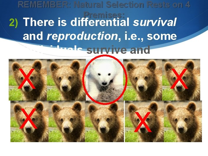 REMEMBER: Natural Selection Rests on 4 Premises: 2) There is differential survival and reproduction, REMEMBER: Natural Selection Rests on 4 Premises: 2) There is differential survival and reproduction,