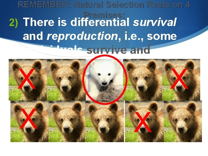 REMEMBER: Natural Selection Rests on 4 Premises: 2) There is differential survival and reproduction,