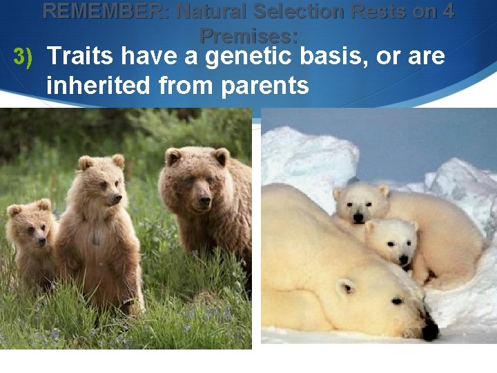 REMEMBER: Natural Selection Rests on 4 Premises: 3) Traits have a genetic basis, or REMEMBER: Natural Selection Rests on 4 Premises: 3) Traits have a genetic basis, or