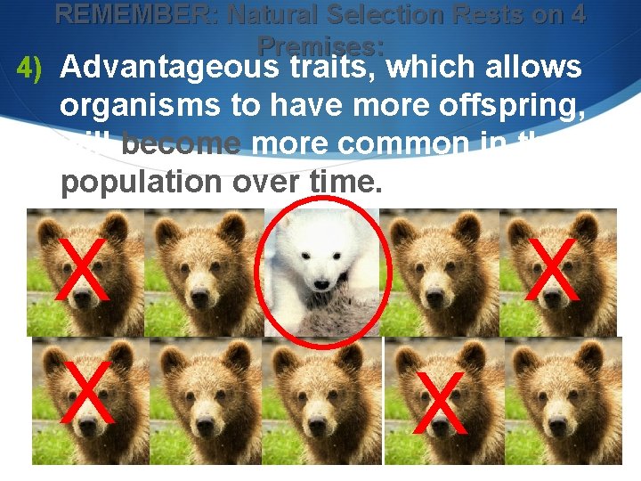 REMEMBER: Natural Selection Rests on 4 Premises: 4) Advantageous traits, which allows organisms to