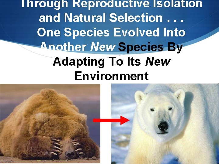 Through Reproductive Isolation and Natural Selection. . . One Species Evolved Into Another New