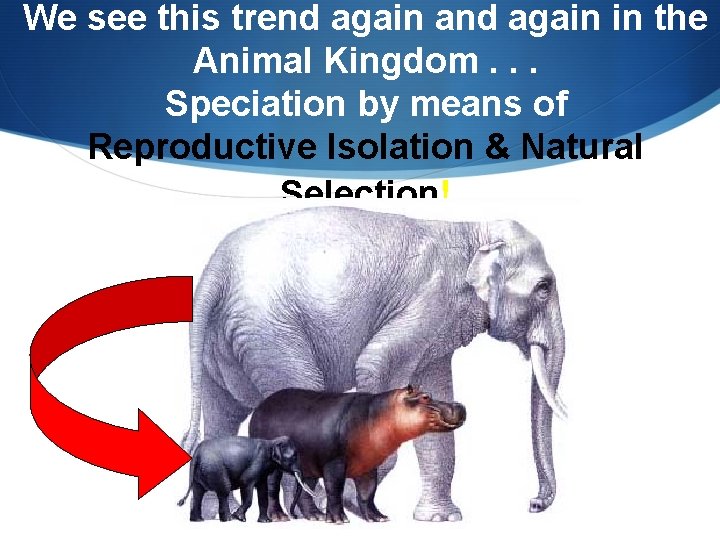 We see this trend again and again in the Animal Kingdom. . . Speciation