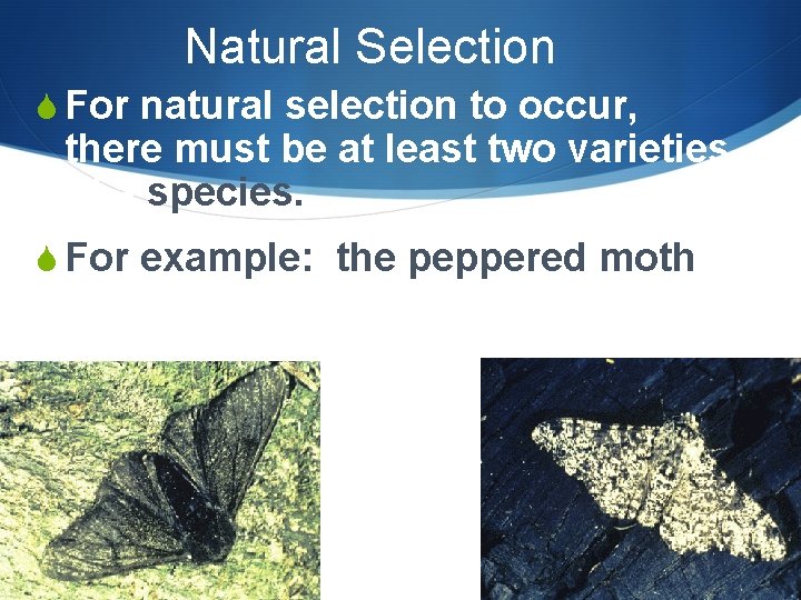 Natural Selection S For natural selection to occur, there must be at least two Natural Selection S For natural selection to occur, there must be at least two