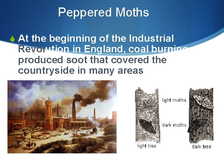 Peppered Moths S At the beginning of the Industrial Revolution in England, coal burning