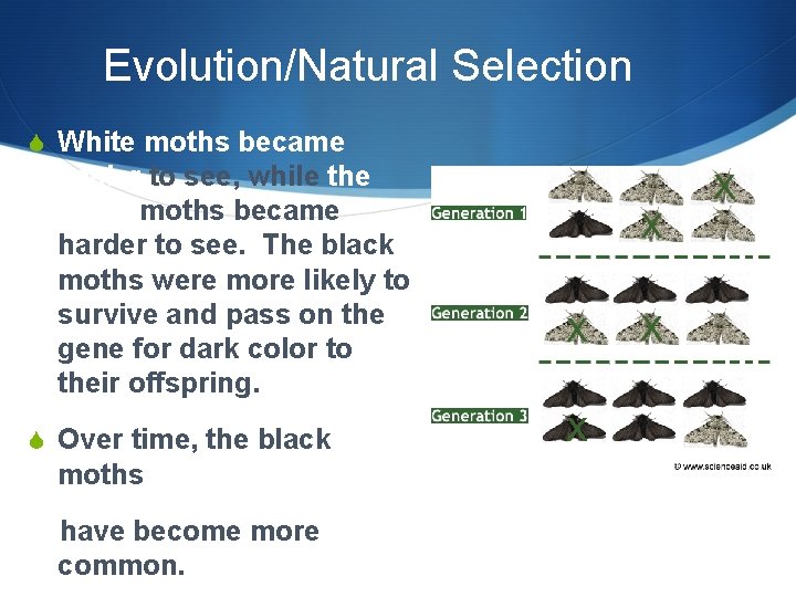 Evolution/Natural Selection S White moths became easier to see, while the black moths became