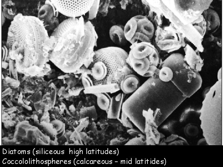 Figure 3. 21 a Diatoms (siliceous high latitudes) Coccololithospheres (calcareous – mid latitides) 