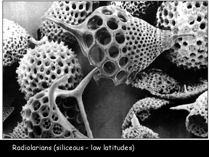 Figure 3. 21 b Radiolarians (siliceous – low latitudes) 