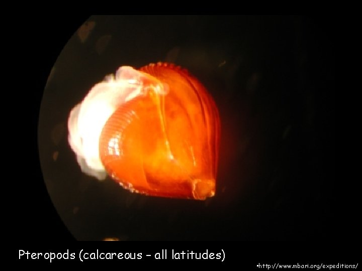 Pteropods (calcareous – all latitudes) • http: //www. mbari. org/expeditions/ 