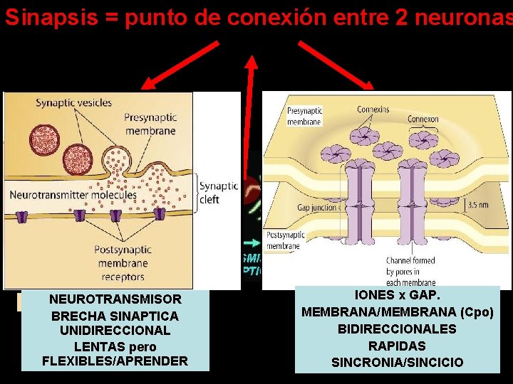 Sinapsis = punto de conexión entre 2 neuronas Comunicación neuronal implica 2 procesos complementarios.