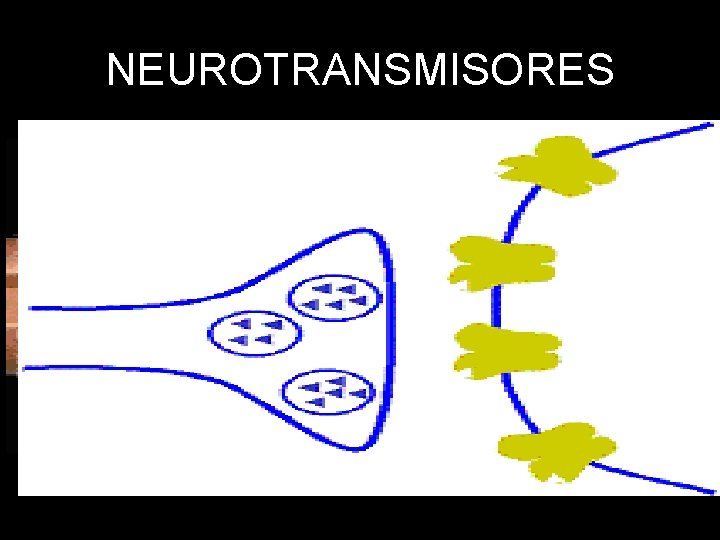 NEUROTRANSMISORES 