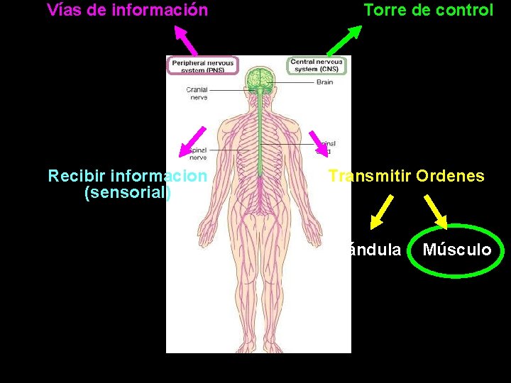 Vías de información Recibir informacion (sensorial) Torre de control Transmitir Ordenes Glándula Músculo 