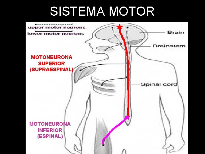 SISTEMA MOTOR MOTONEURONA SUPERIOR (SUPRAESPINAL) MOTONEURONA INFERIOR (ESPINAL) 