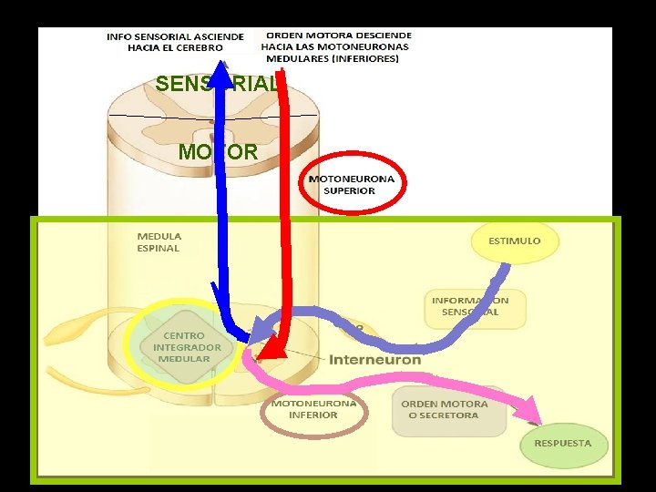 SENSORIAL MOTOR 