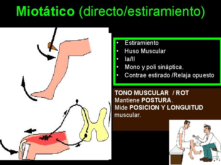 Miotático (directo/estiramiento) • • • Estiramiento Huso Muscular Ia/II Mono y poli sináptica. Contrae