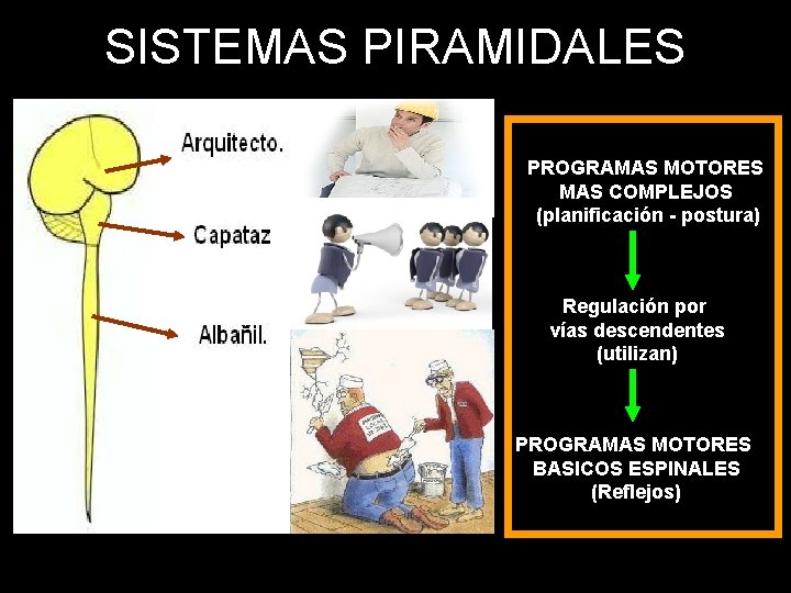 SISTEMAS PIRAMIDALES PROGRAMAS MOTORES MAS COMPLEJOS (planificación - postura) Regulación por vías descendentes (utilizan)