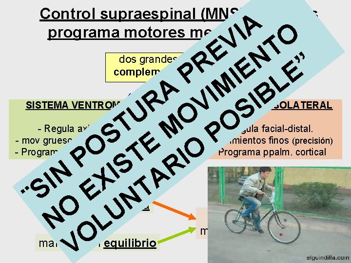 Control supraespinal (MNS) sobre los programa motores medulares (MNI) A O I V T