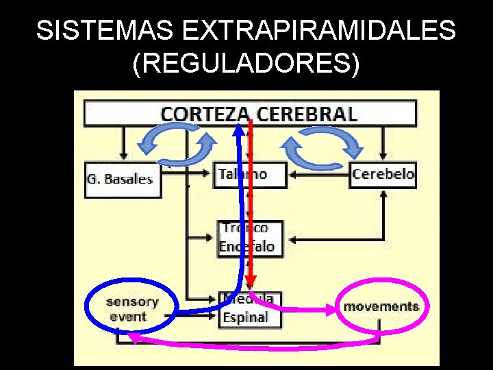 SISTEMAS EXTRAPIRAMIDALES (REGULADORES) 