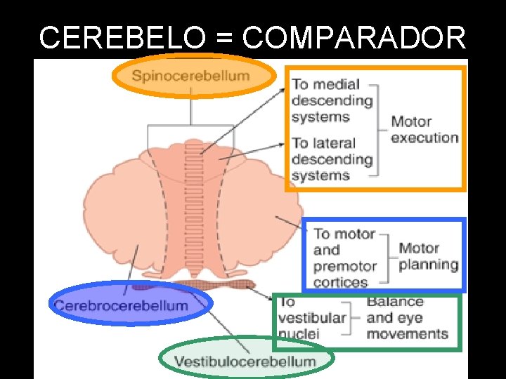 CEREBELO = COMPARADOR 