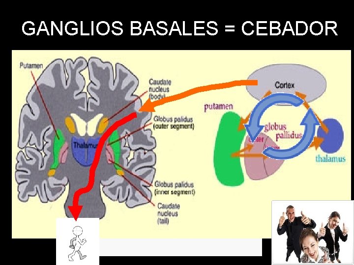 GANGLIOS BASALES = CEBADOR Grupos de celulas nerviosas enterradas profundamente dentro del cerebro Reciben