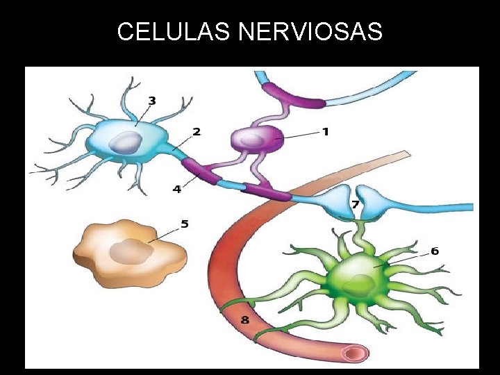 CELULAS NERVIOSAS 