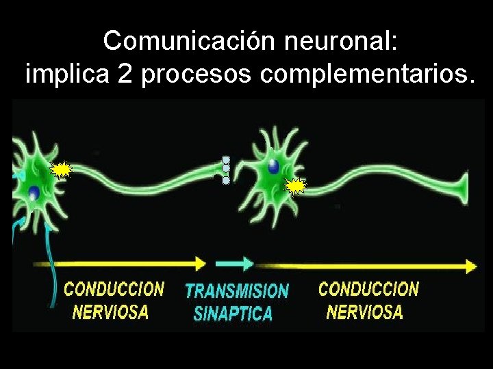 Comunicación neuronal: implica 2 procesos complementarios. 