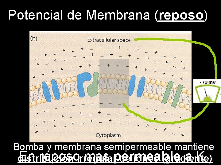 Potencial de Membrana (reposo) Bomba y membrana semipermeable mantiene En reposoirregular mas permeable a.