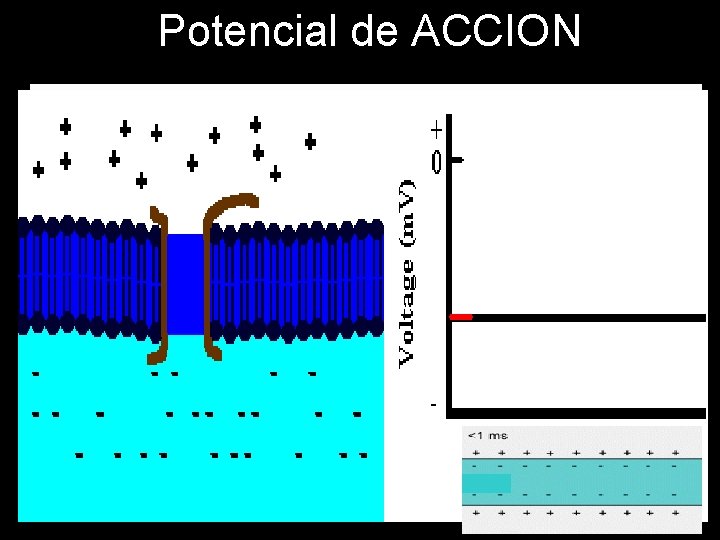 Potencial de ACCION K Na 