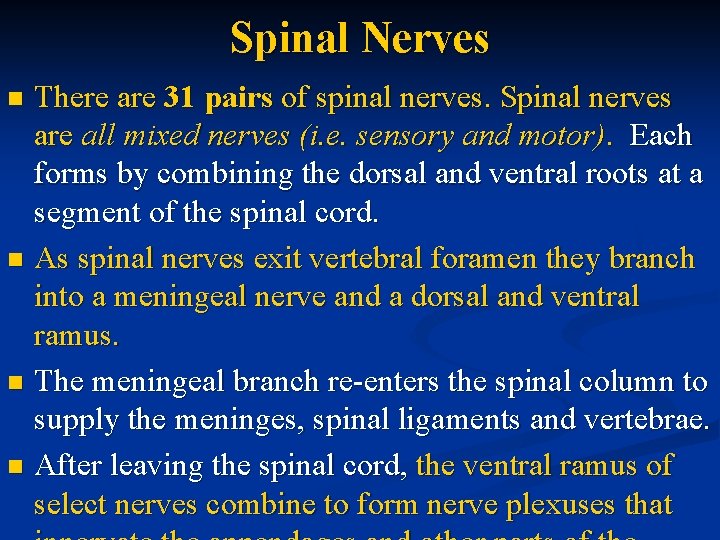 Spinal Nerves There are 31 pairs of spinal nerves. Spinal nerves are all mixed