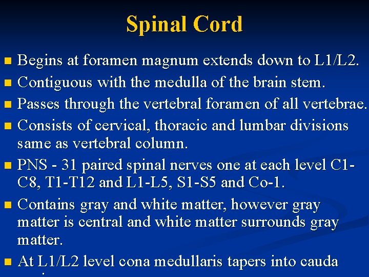 Spinal Cord Begins at foramen magnum extends down to L 1/L 2. n Contiguous