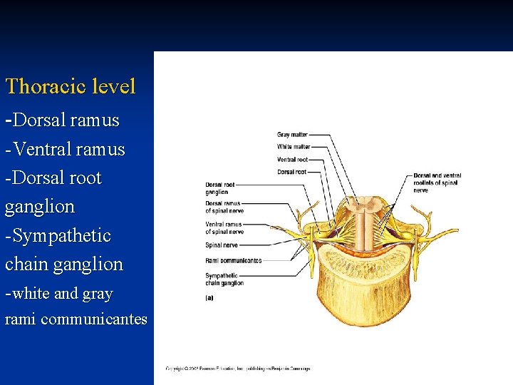 Thoracic level -Dorsal ramus -Ventral ramus -Dorsal root ganglion -Sympathetic chain ganglion -white and