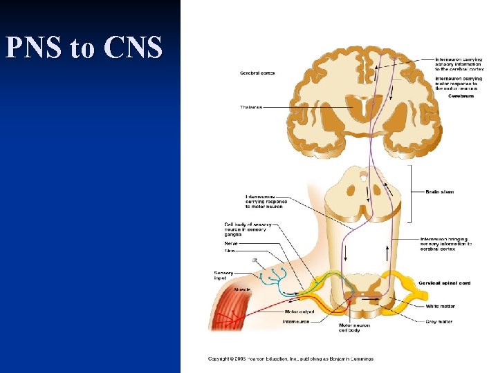 PNS to CNS 