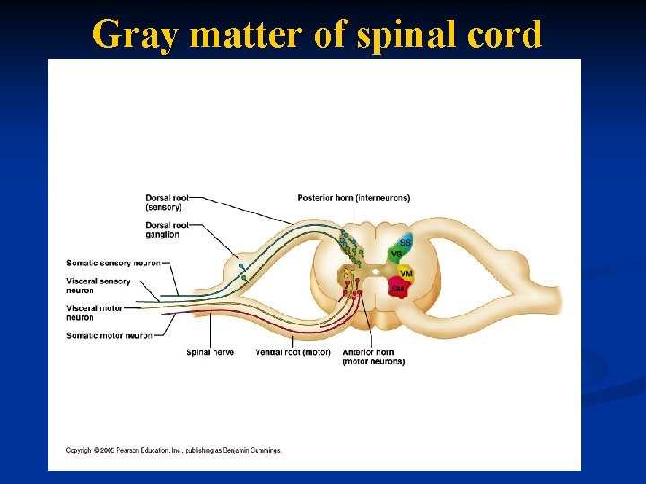 Gray matter of spinal cord 