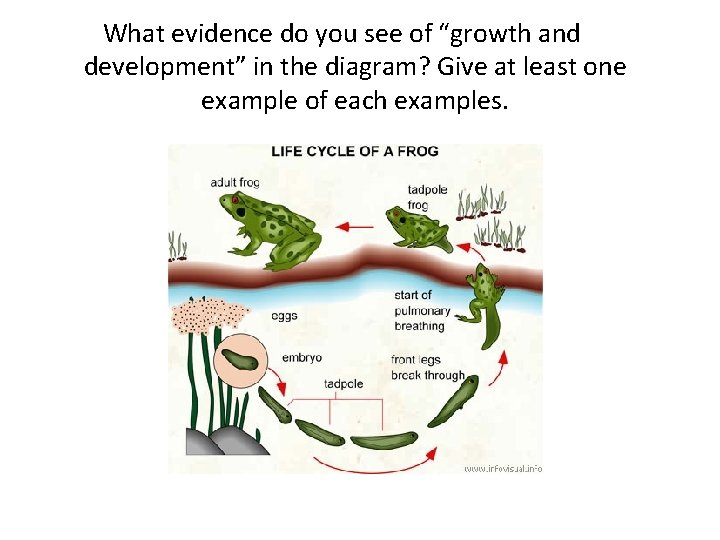 What evidence do you see of “growth and development” in the diagram? Give at