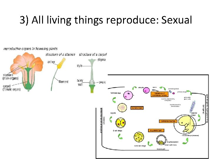 3) All living things reproduce: Sexual 