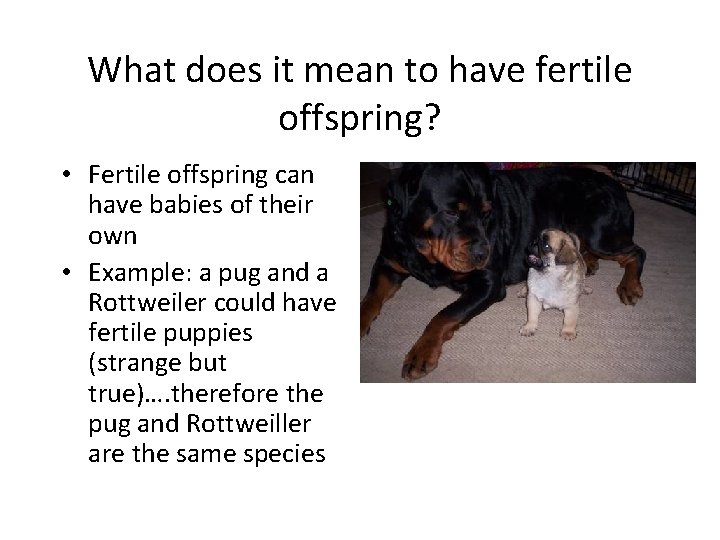 What does it mean to have fertile offspring? • Fertile offspring can have babies