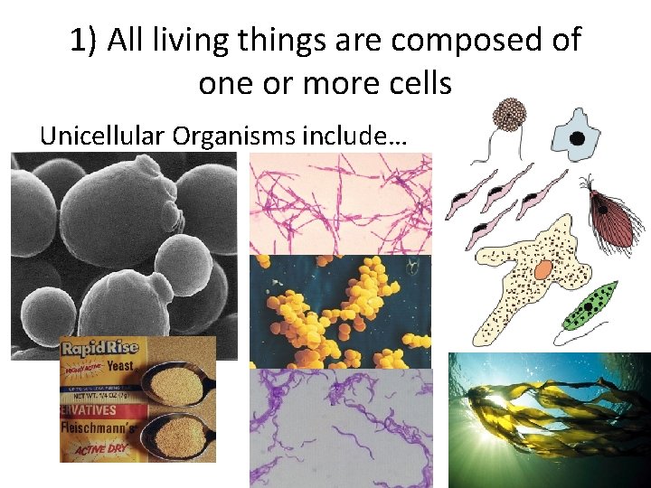1) All living things are composed of one or more cells Unicellular Organisms include…