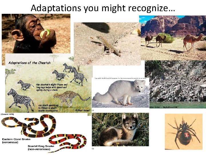 Adaptations you might recognize… 