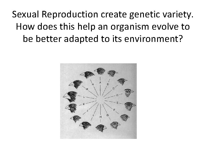 Sexual Reproduction create genetic variety. How does this help an organism evolve to be