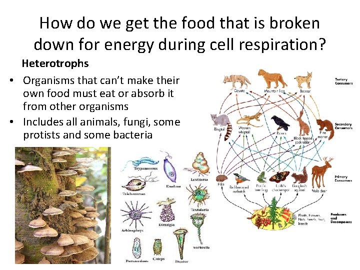 How do we get the food that is broken down for energy during cell
