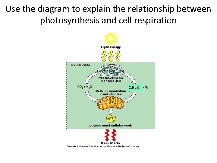 Use the diagram to explain the relationship between photosynthesis and cell respiration C 6