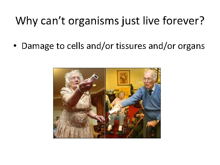 Why can’t organisms just live forever? • Damage to cells and/or tissures and/or organs