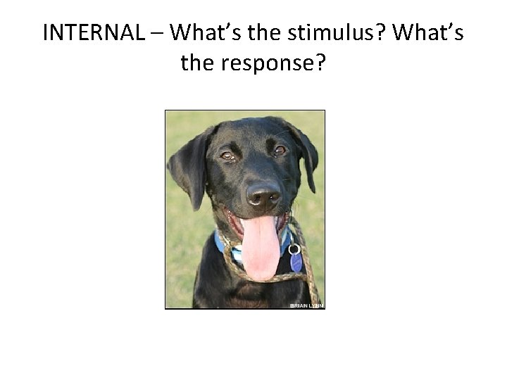 INTERNAL – What’s the stimulus? What’s the response? 