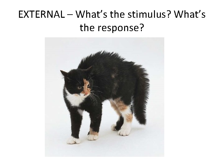 EXTERNAL – What’s the stimulus? What’s the response? 