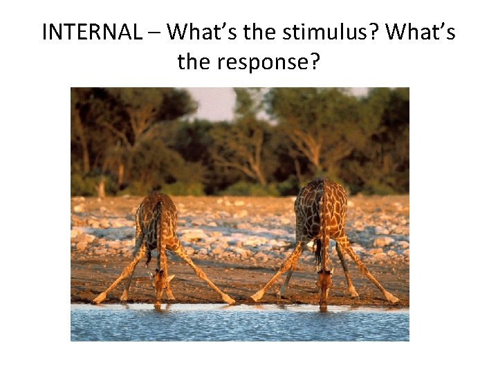 INTERNAL – What’s the stimulus? What’s the response? 