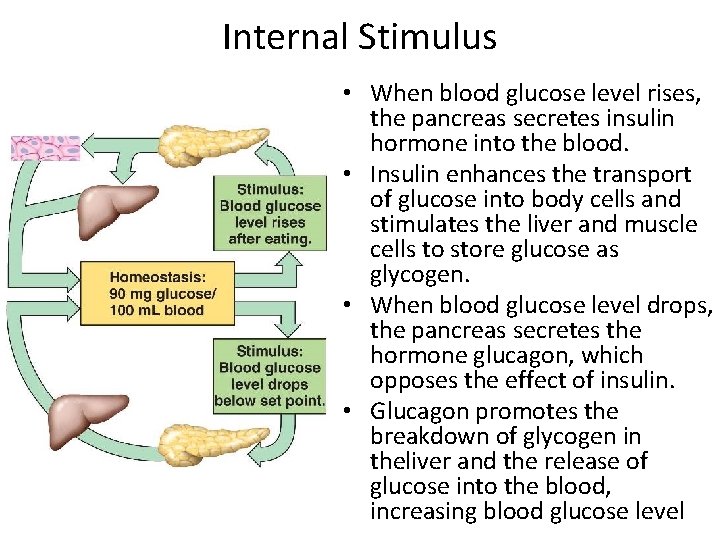 Internal Stimulus • When blood glucose level rises, the pancreas secretes insulin hormone into